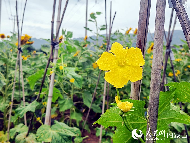 带着晨露的黄瓜花。实习生 秦语睿摄