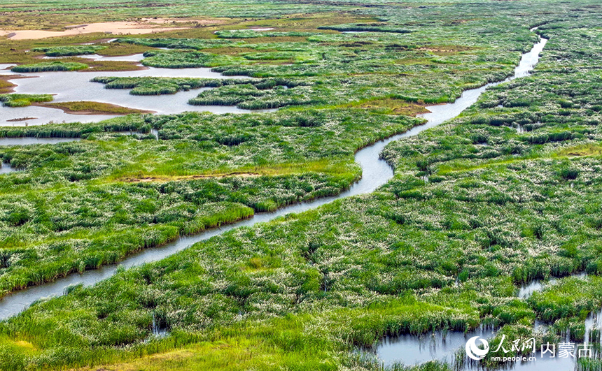 鄂尔多斯市杭锦旗库布其沙漠生态湿地景色。王正摄