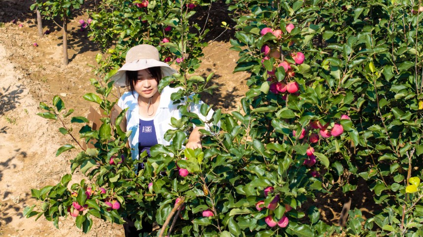 游客在托克托縣老杜營村農家果園採摘綴滿枝頭的紅果。張瑋攝