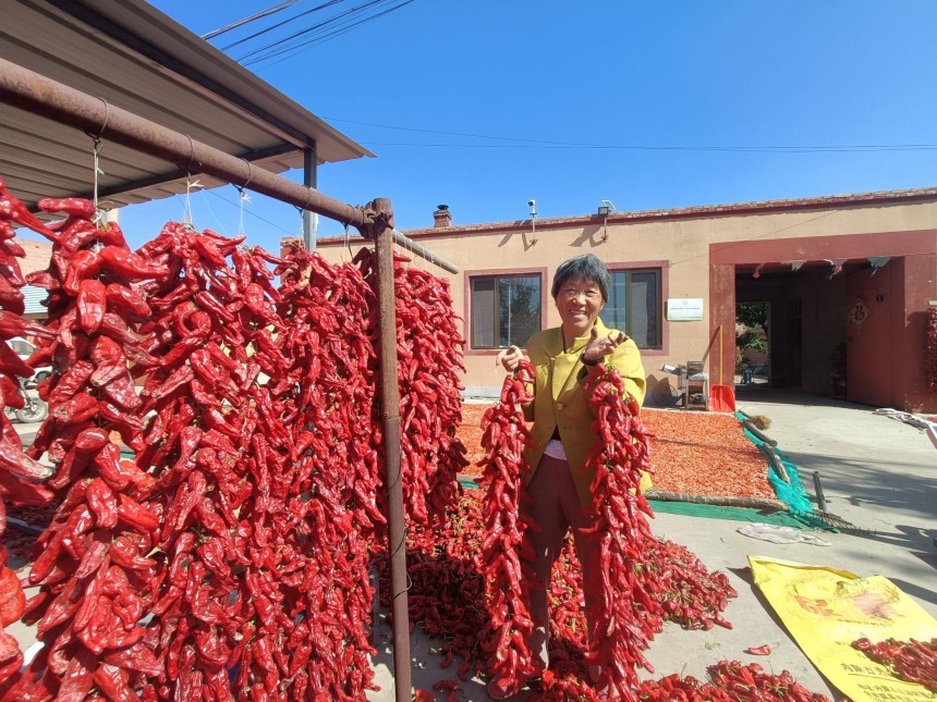 皮條溝村的農民正在晾晒托縣紅辣椒。王建宏攝
