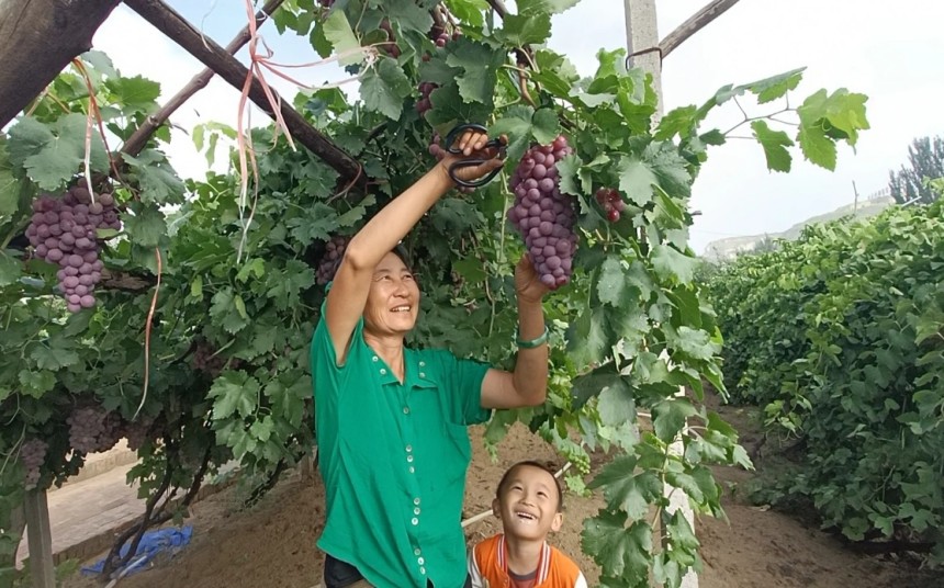 郝家窯村的農民正在採摘葡萄，臉上洋溢著豐收的喜悅。王建宏攝