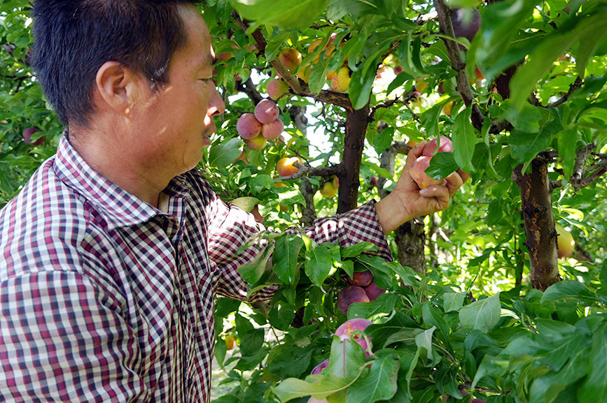 村民采摘李子。实习生 王正玉摄