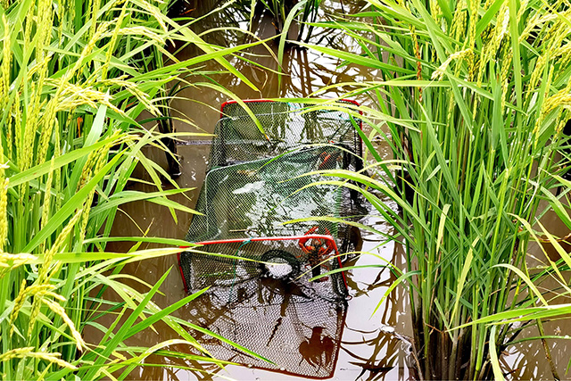 利用地笼捕捞小龙虾。李刚摄