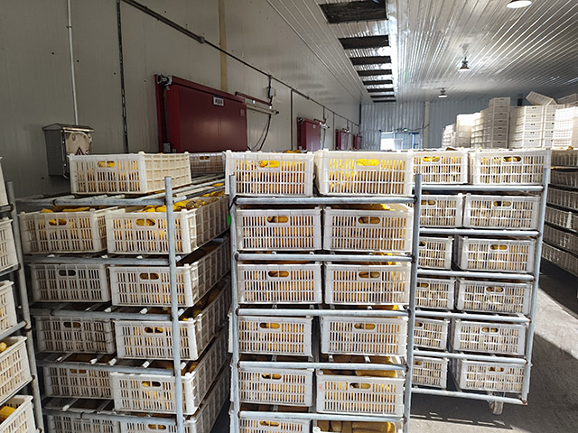 采摘的鲜食玉米运往车间蒸煮加工。珍珍摄