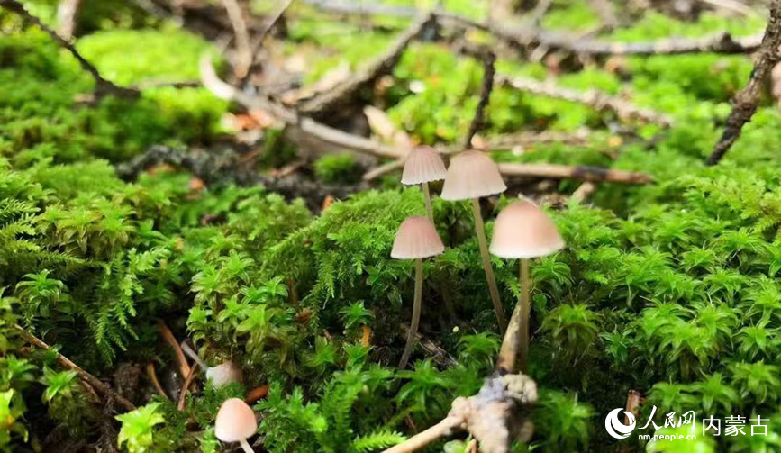 贺兰山的野生蘑菇。人民网记者 齐浩男摄