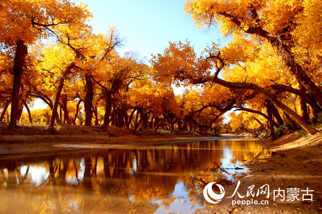 胡楊林。自治區文旅廳供圖