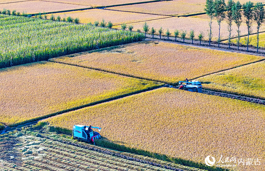 收割機在興安盟扎賚特旗好力保鎮聯豐村的稻田裡收獲水稻。王正攝