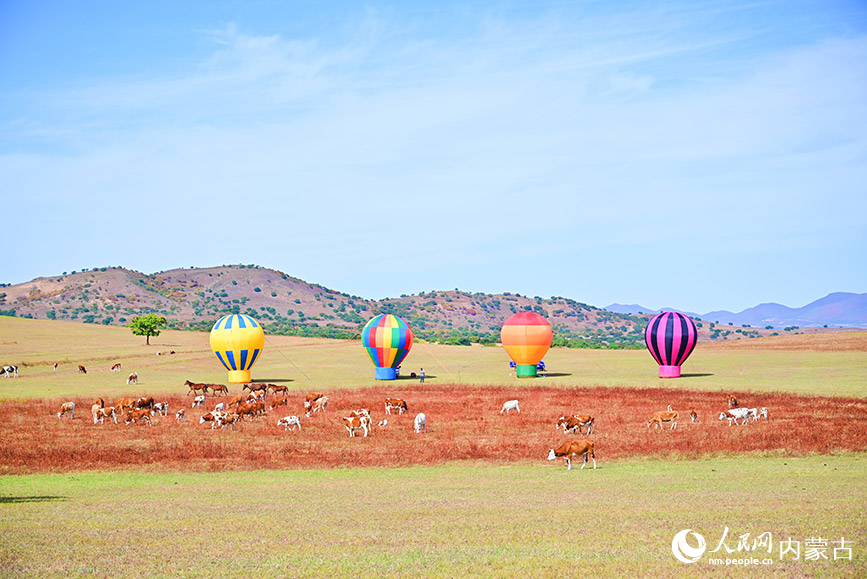 牛羊悠闲地在草地吃草。人民网记者 寇雅楠摄