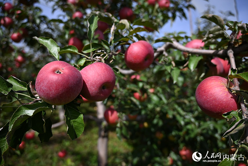 赤峰市宁城县小城子镇种植的苹果。人民网记者 刘艺琳摄
