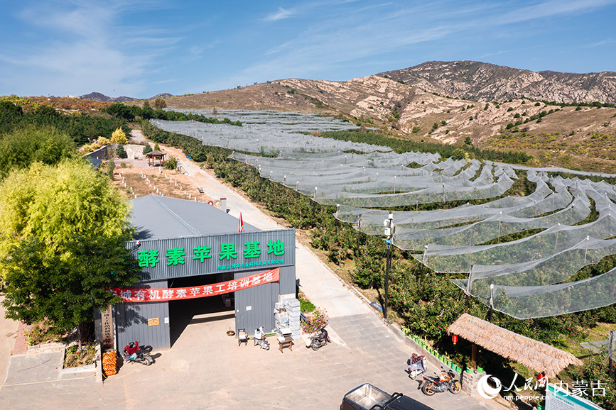 中蒙绿发酵素苹果采摘基地航拍。齐学涛摄