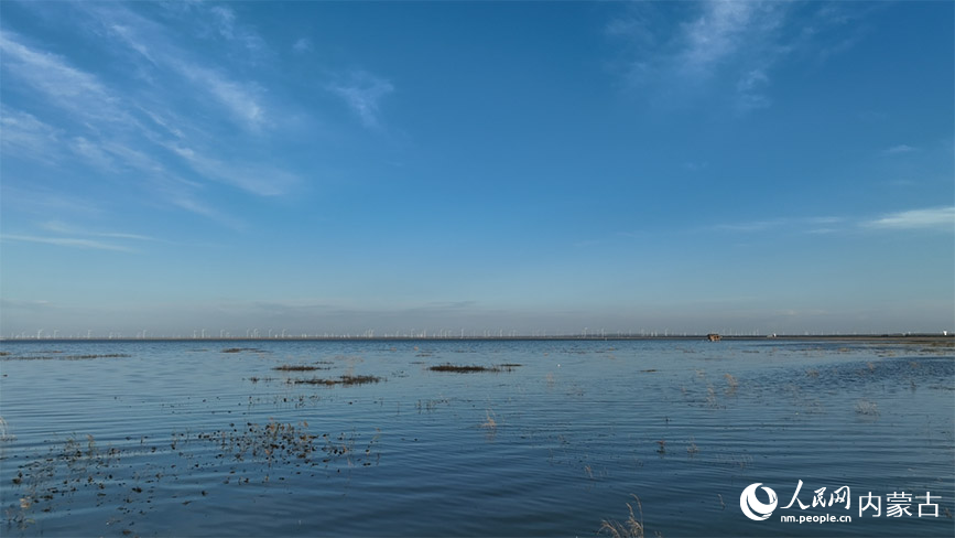 经过治理，商都县察汗淖尔湿地“盐碱滩绘新绿”。郑中辉摄