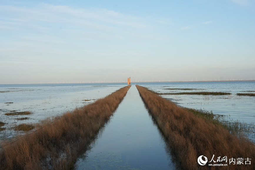 商都察汗淖尔国家湿地公园的秋景。人民网记者 苗阳摄