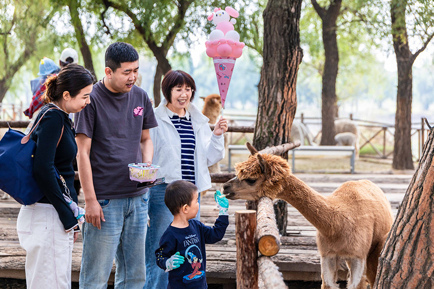 10月4日，呼和浩特市玉泉区林下郊野萌宠乐园，小朋友给羊驼喂食。丁根厚摄