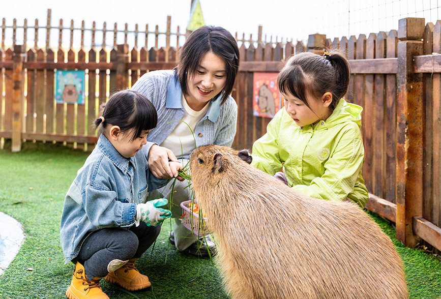 10月4日，呼和浩特市玉泉区林下郊野萌宠乐园，小朋友给卡皮巴拉喂食。丁根厚摄