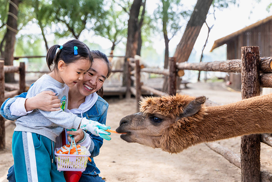 10月4日，呼和浩特市玉泉区林下郊野萌宠乐园，小朋友给羊驼喂食。丁根厚摄