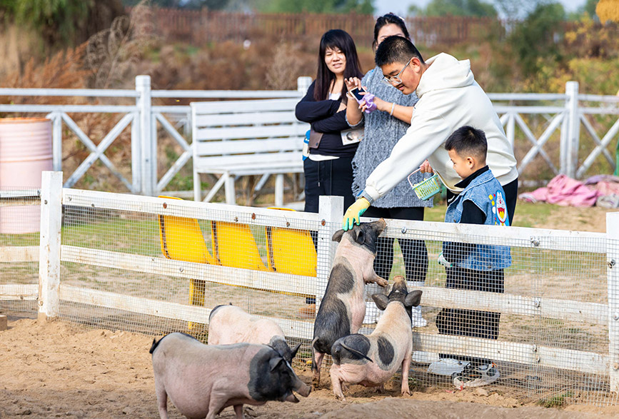 10月4日，呼和浩特市玉泉区林下郊野萌宠乐园，小朋友与小猪互动。丁根厚摄