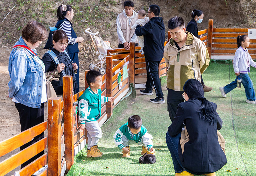 10月4日，呼和浩特市玉泉区林下郊野萌宠乐园，小朋友与小兔子互动。丁根厚摄