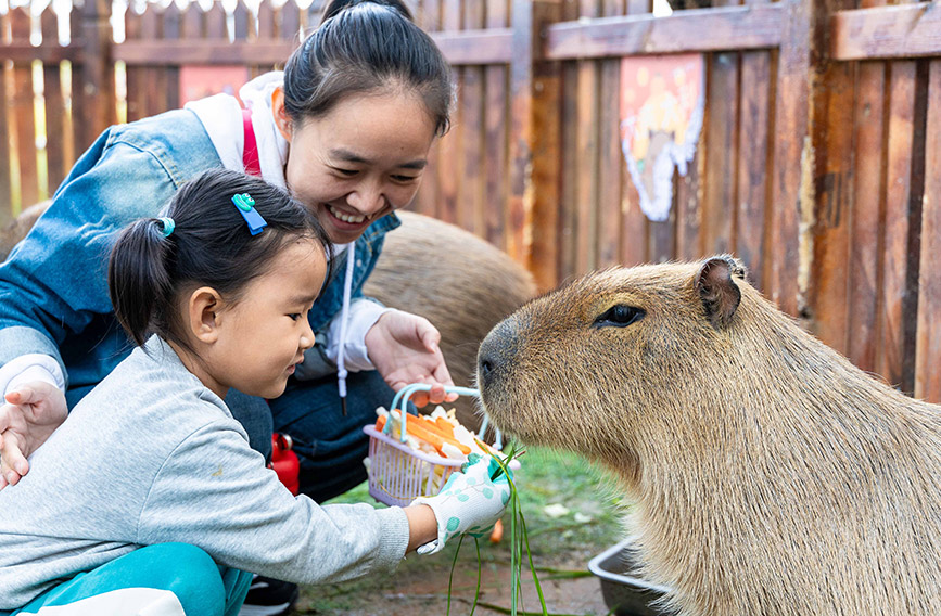 10月4日，呼和浩特市玉泉区林下郊野萌宠乐园，小朋友给卡皮巴拉喂食。丁根厚摄