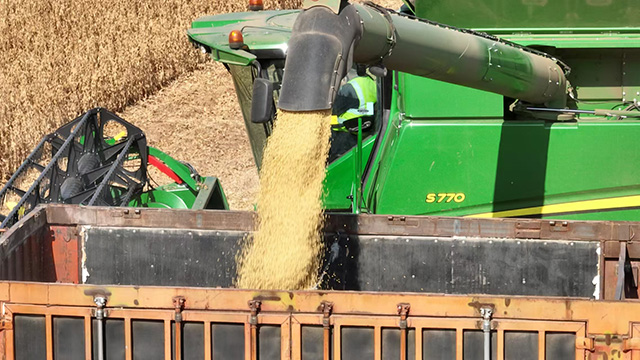 金黃的大豆作物傾瀉入運糧車，將豐收的分量穩穩填滿車廂。