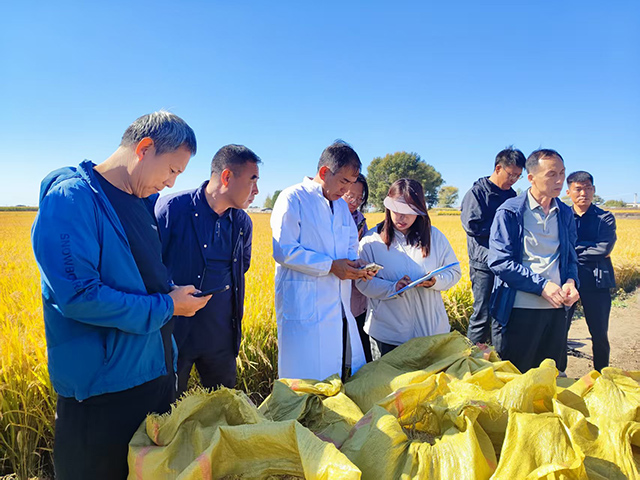 水稻测产专家组实地测产。