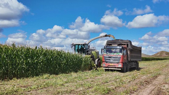 收割机穿梭在田间收割青贮玉米。