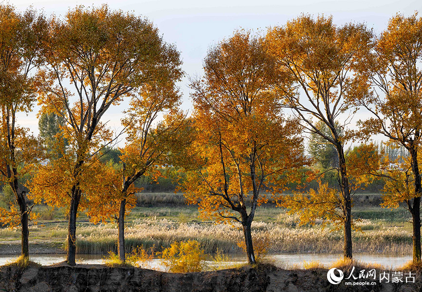 10月20日，呼和浩特市玉泉区大黑河郊野公园秋意正浓、景美如画。丁根厚摄