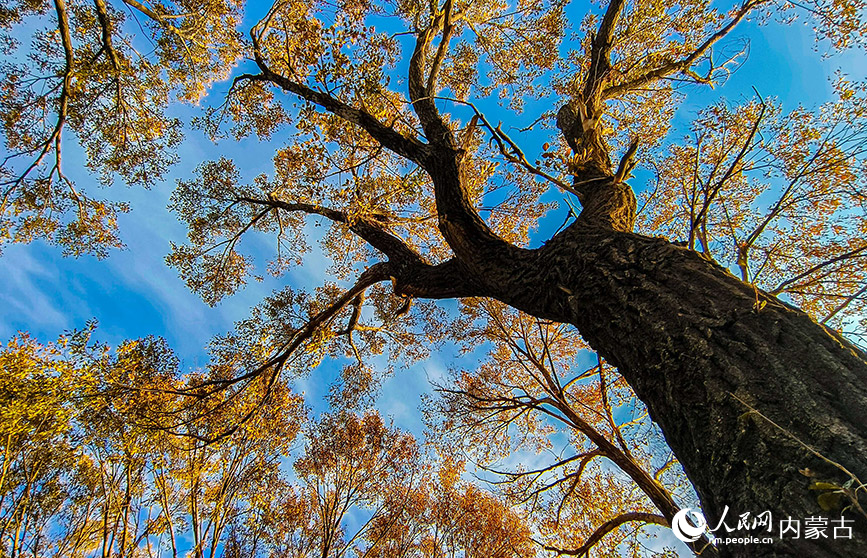 10月20日，呼和浩特市玉泉区大黑河郊野公园秋意正浓、景美如画。丁根厚摄