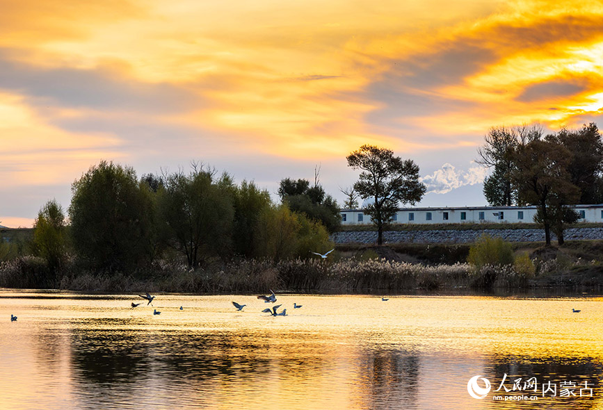 10月20日，银鸥在呼和浩特市玉泉区大黑河郊野公园的河道内嬉戏、觅食。丁根厚摄