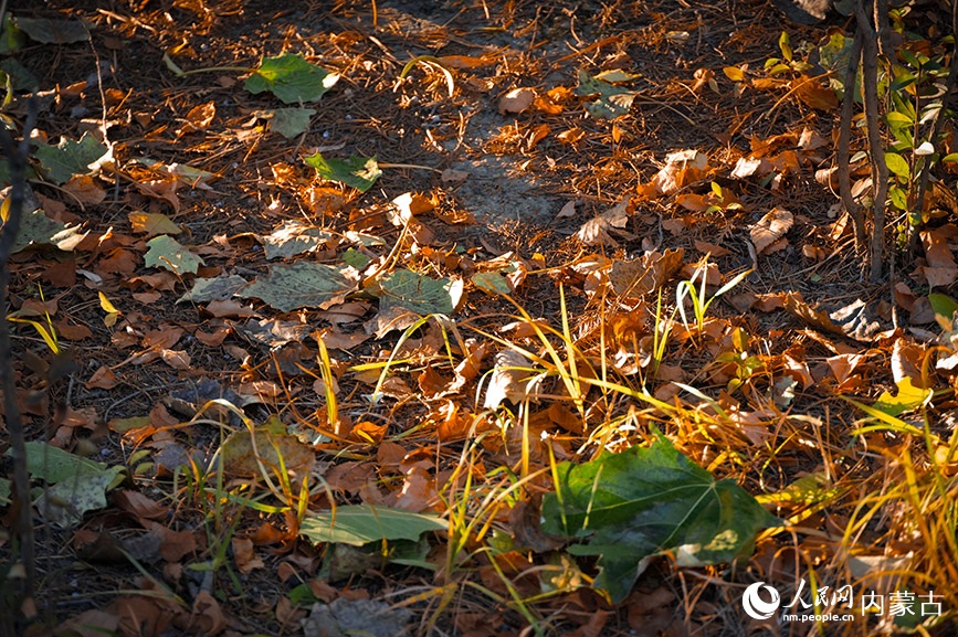 呼和浩特市青城公园秋色宜人。实习生 牛佳摄