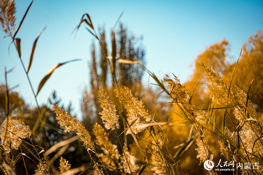 呼和浩特市青城公园秋色宜人。实习生 牛佳摄