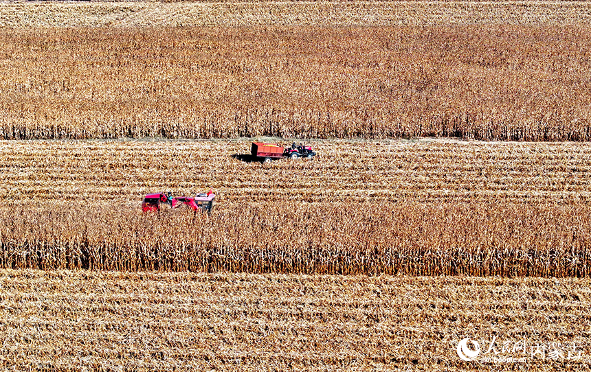 在鄂尔多斯市达拉特旗恩格贝镇，农机在田间收获玉米。王正摄