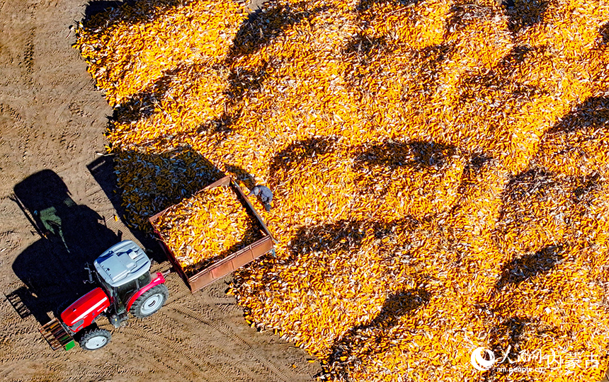 在鄂尔多斯市达拉特旗恩格贝镇，农机在田间收获玉米。王正摄