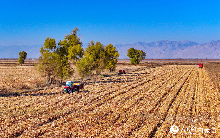 在鄂爾多斯市達拉特旗恩格貝鎮，農機在田間收獲玉米。王正攝