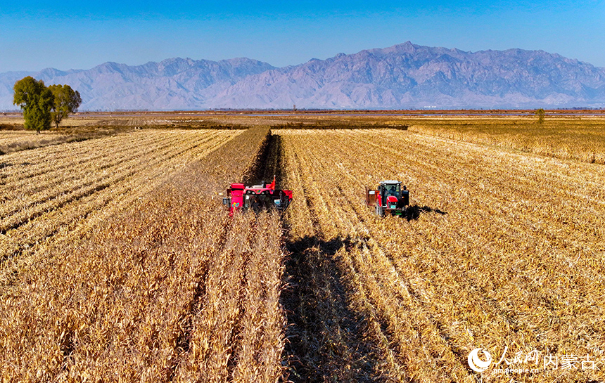 在鄂尔多斯市达拉特旗恩格贝镇，农机在田间收获玉米。王正摄
