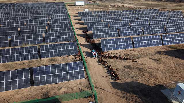 光伏板上發電，板下養雞。劉冬攝