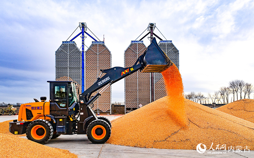 农机在兴安盟扎赉特旗申丰农牧机械专业合作社籽粒直收储粮装具前收储玉米。王正摄