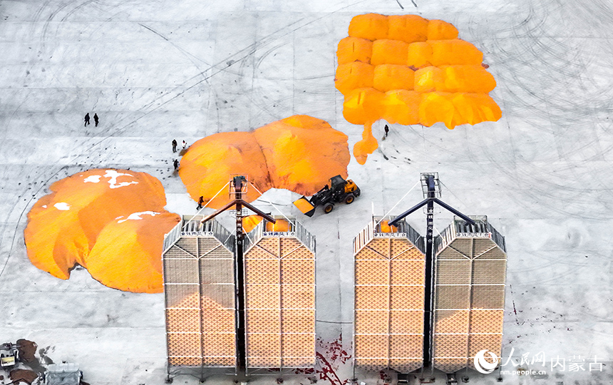 农机在兴安盟扎赉特旗申丰农牧机械专业合作社籽粒直收储粮装具前收储玉米。王正摄