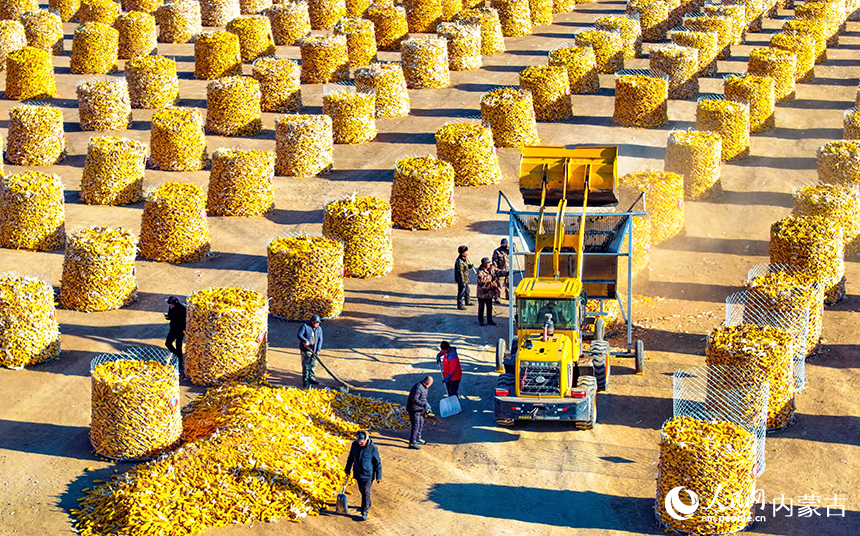 农民在兴安盟科尔沁右翼前旗额尔格图镇兴牧嘎查立体储粮装具前收储玉米。王正摄