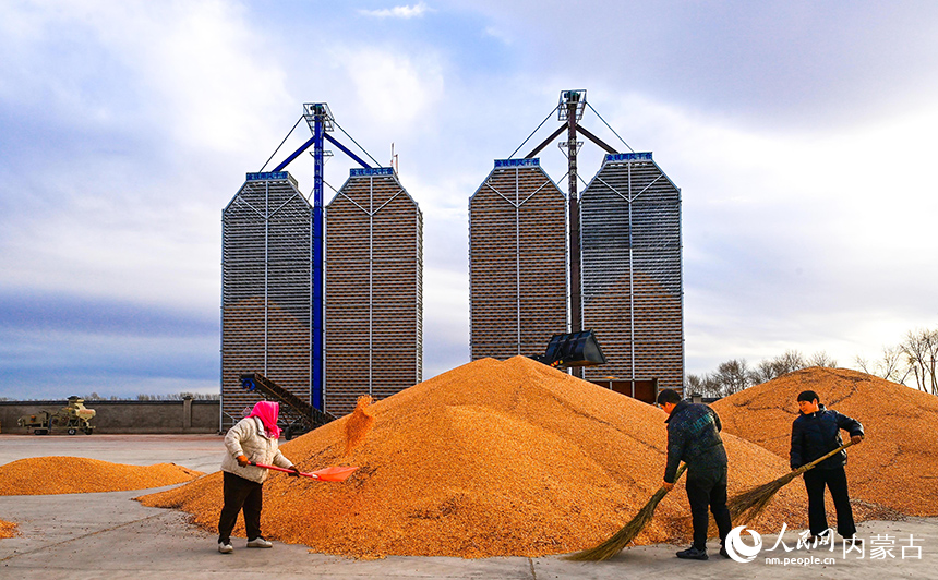 农民在兴安盟扎赉特旗申丰农牧机械专业合作社籽粒直收储粮装具前收储玉米。王正摄