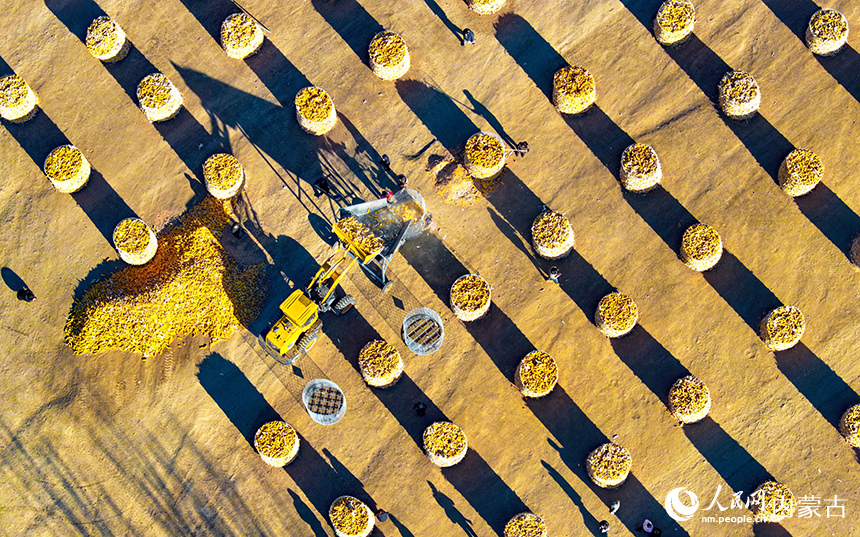 农机在兴安盟科尔沁右翼前旗额尔格图镇兴牧嘎查立体储粮装具前收储玉米。王正摄