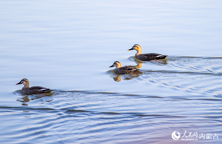 斑嘴鸭在呼和浩特市玉泉区“千岛湖”景区的水面上栖息、觅食。丁根厚摄