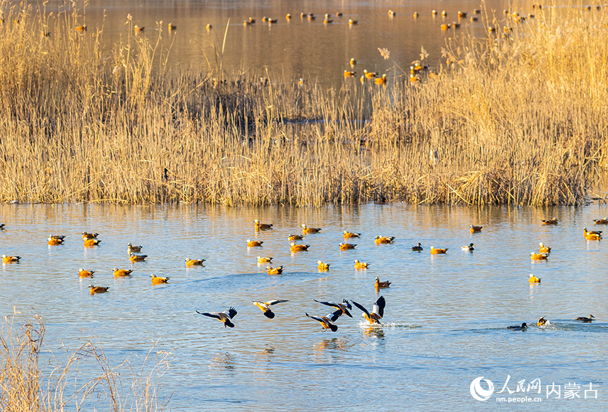 赤麻鸭在呼和浩特市玉泉区“千岛湖”景区的水面上栖息、觅食。丁根厚摄