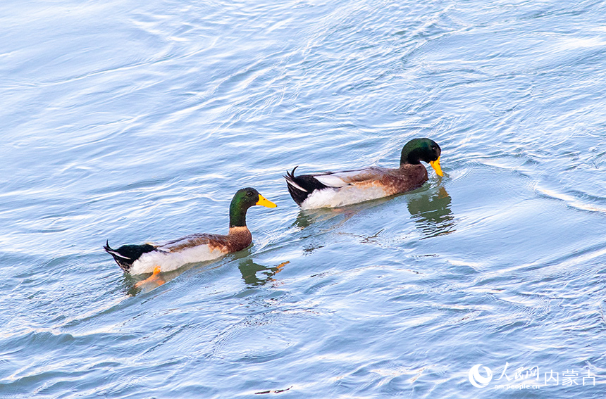 绿头鸭在呼和浩特市玉泉区“千岛湖”景区的水面上栖息、觅食。丁根厚摄