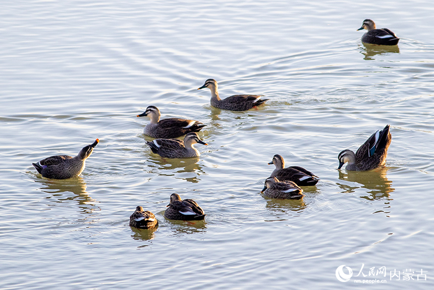 斑嘴鸭在呼和浩特市玉泉区“千岛湖”景区的水面上栖息、觅食。丁根厚摄