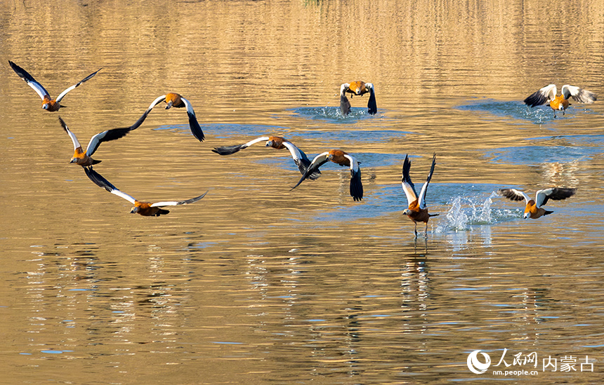 赤麻鸭在呼和浩特市玉泉区“千岛湖”景区的水面上空飞翔。丁根厚摄