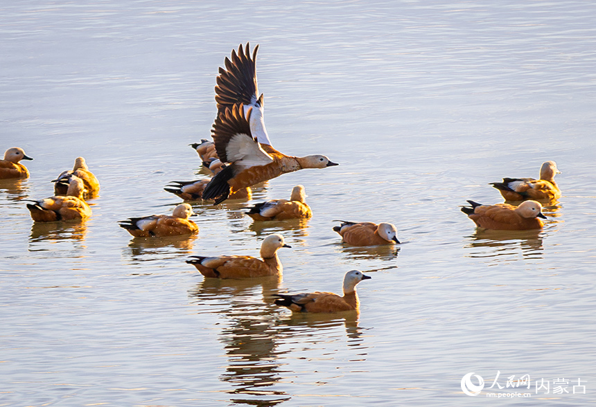 赤麻鸭在呼和浩特市玉泉区“千岛湖”景区的水面上栖息、觅食。丁根厚摄