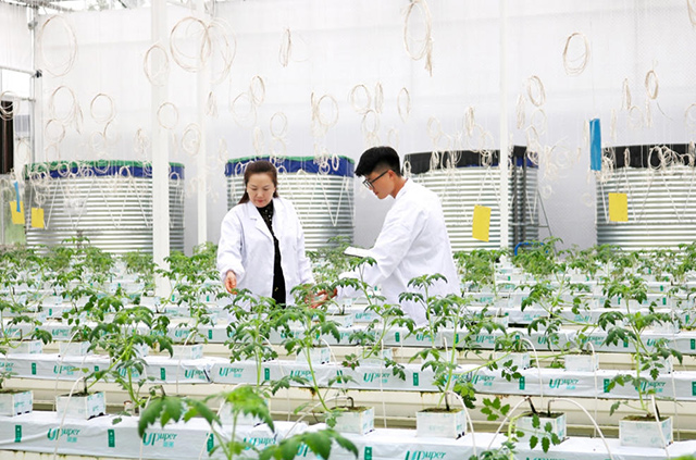 科研人员在进行株苗研发
