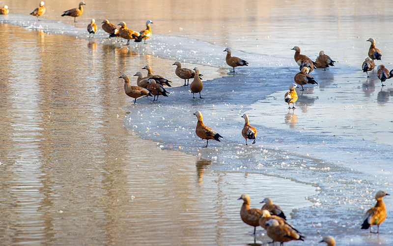 内蒙古呼和浩特：候鸟蹁跹生态美