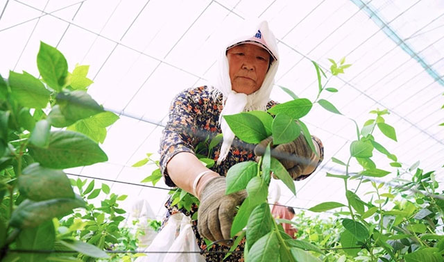 修剪蓝莓枝叶。孙爱娟摄