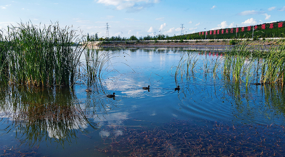 東河水面，水鳥翩躚，盡顯自然生機。